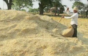 जनपद शामली में गोवंश के भरण-पोषण हेतु जनपद में भूसे का व्यापक प्रबन्धन